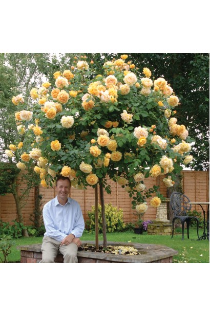 Роза Комтесса на штамбе в ландшафтном дизайне.